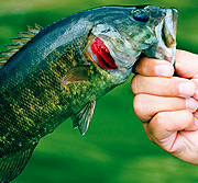 网页版手机号攻击